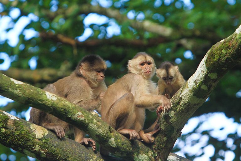 MONOS1